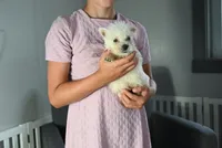 Mindy, a female West Highland White Terrier for sale in Berlin, OH – Photo 1 of 5
