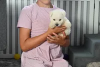 Mindy, a female West Highland White Terrier for sale in Berlin, OH – Photo 2 of 5