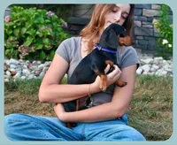Joey, a male Miniature Dachshund for sale in Berlin, OH – 6 of 6