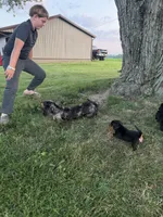 Maranda, a female Miniature Dachshund for sale in Berlin, OH – 4 of 4