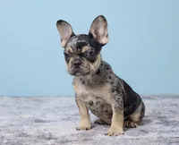 Buddy Boy, a male French Bulldog for sale in Berlin, OH – 4 of 7