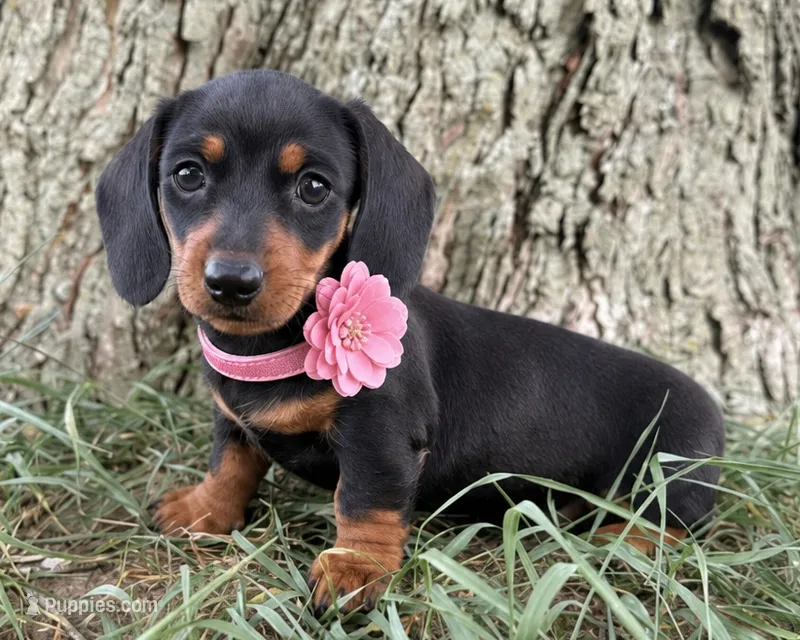 Maranda – Miniature Dachshund puppy for sale in Berlin, OH