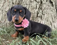 Maranda, a female Miniature Dachshund for sale in Berlin, OH – 1 of 6
