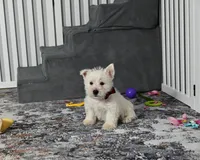 Polky, a male West Highland White Terrier for sale in Berlin, OH – Photo 6 of 6