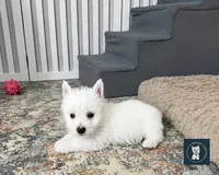 Jalon, a male West Highland White Terrier for sale in Berlin, OH – 2 of 4