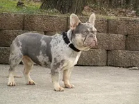Buddy Boy, a male French Bulldog for sale in Berlin, OH – 6 of 7
