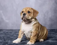 Lucy, a female English Bulldog for sale in Berlin, OH – 3 of 5