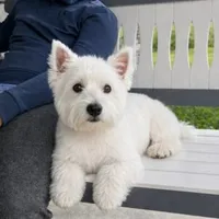 Haily, a female West Highland White Terrier for sale in Berlin, OH – 4 of 5