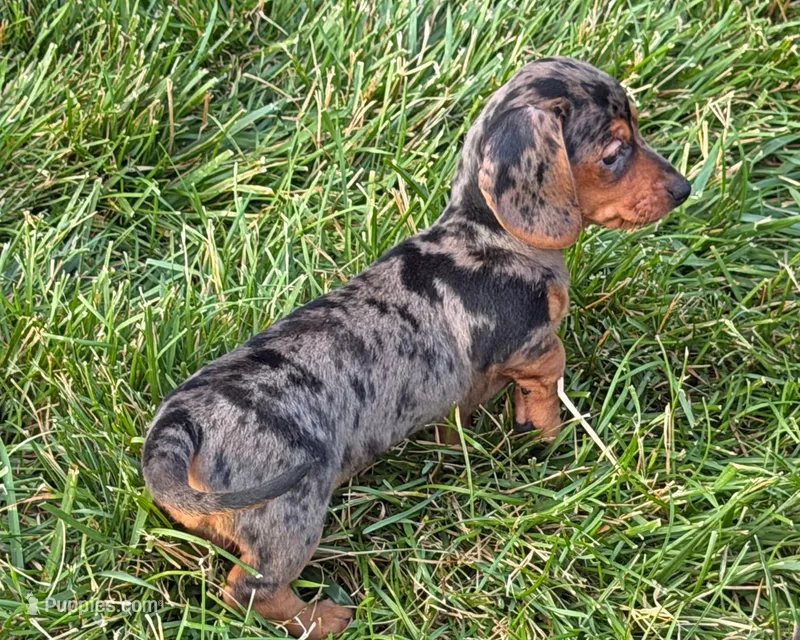 Sugar Girl – Miniature Dachshund puppy for sale in Berlin, OH
