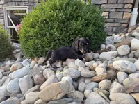 Kendra, a female Miniature Dachshund for sale in Berlin, OH – 8 of 10