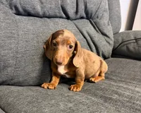 Titus, a male Miniature Dachshund for sale in Berlin, OH – 3 of 7