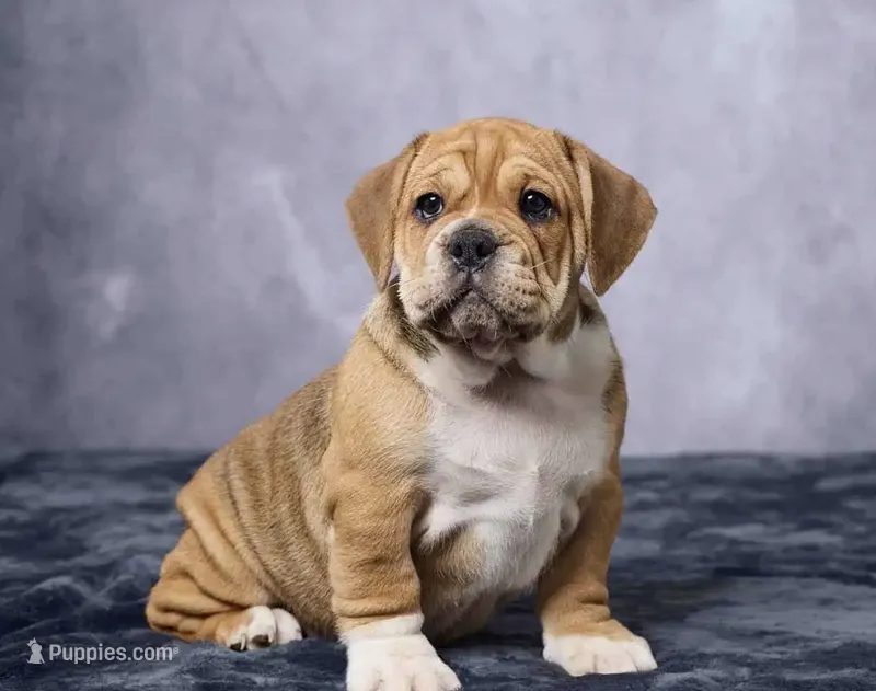 Lucy – English Bulldog puppy for sale in Berlin, OH