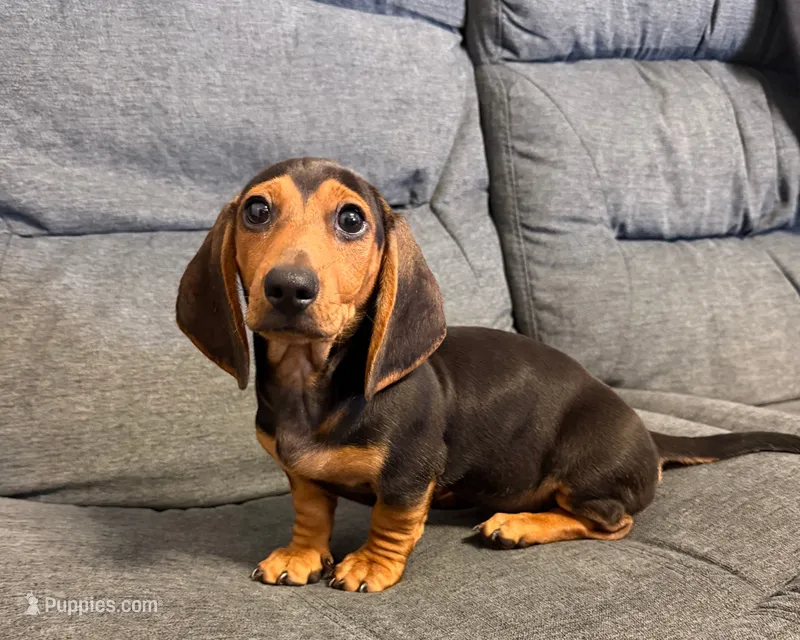 Henry – Miniature Dachshund puppy for sale in Berlin, OH