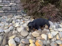 Kendra, a female Miniature Dachshund for sale in Berlin, OH – 5 of 10