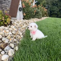 Amanda, a female West Highland White Terrier for sale in Berlin, OH – 5 of 6
