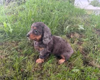 Stella, a female Miniature Dachshund for sale in Berlin, OH – 3 of 5