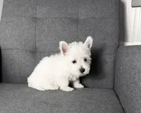 Monroo AKC, a male West Highland White Terrier for sale in Berlin, OH – 2 of 5