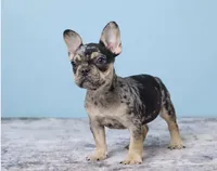 Buddy Boy, a male French Bulldog for sale in Berlin, OH – 3 of 7