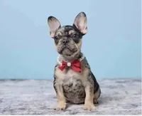 Buddy Boy, a male French Bulldog for sale in Berlin, OH – 2 of 7