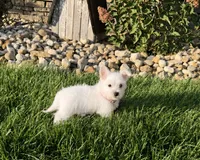 Annie, a female West Highland White Terrier for sale in Berlin, OH – 2 of 4