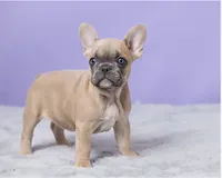 Buttercup , a female French Bulldog for sale in Berlin, OH – 2 of 6