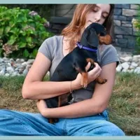 Stella, a female Miniature Dachshund for sale in Berlin, OH – 5 of 5
