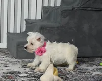 Kendra, a female West Highland White Terrier for sale in Berlin, OH – Photo 1 of 5