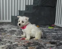 Kendra, a female West Highland White Terrier for sale in Berlin, OH – Photo 3 of 5