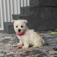 Kendra, a female West Highland White Terrier for sale in Berlin, OH – Photo 4 of 5