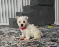 Kendra, a female West Highland White Terrier for sale in Berlin, OH – Photo 4 of 5