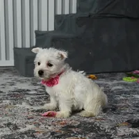 Kendra, a female West Highland White Terrier for sale in Berlin, OH – Photo 2 of 5