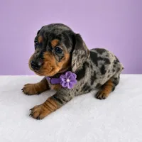 Lilly, a female Miniature Dachshund for sale in Berlin, OH – 4 of 7