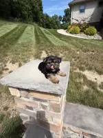 Xina, a female Yorkshire Terrier for sale in Berlin, OH – 7 of 7