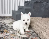 Jalon, a male West Highland White Terrier for sale in Berlin, OH – 8 of 8