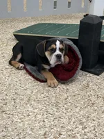 Stella, a female English Bulldog for sale in Berlin, OH – 2 of 5