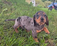 Molly, a female Miniature Dachshund for sale in Berlin, OH – 7 of 8