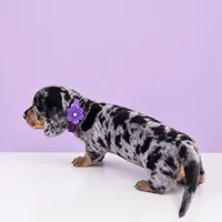 Lilly, a female Miniature Dachshund for sale in Berlin, OH – 2 of 7