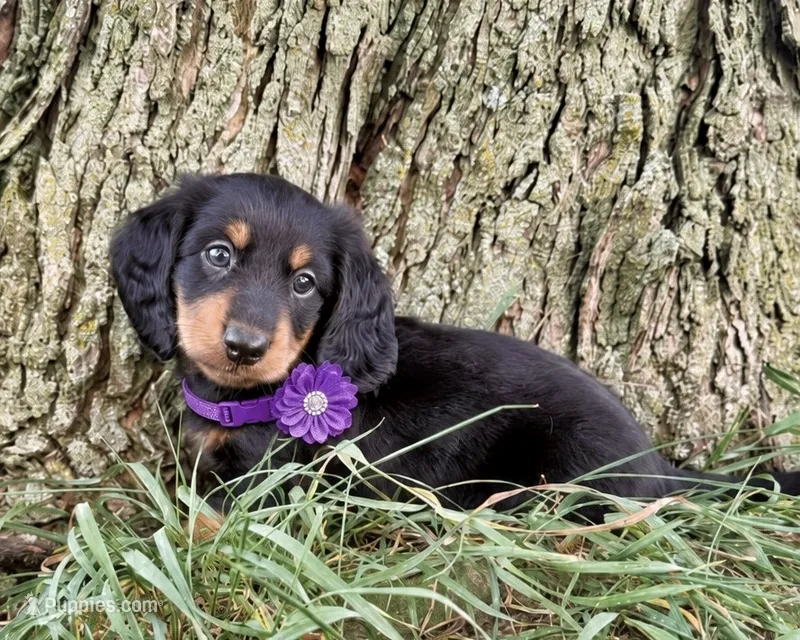 Josh – Miniature Dachshund puppy for sale in Berlin, OH