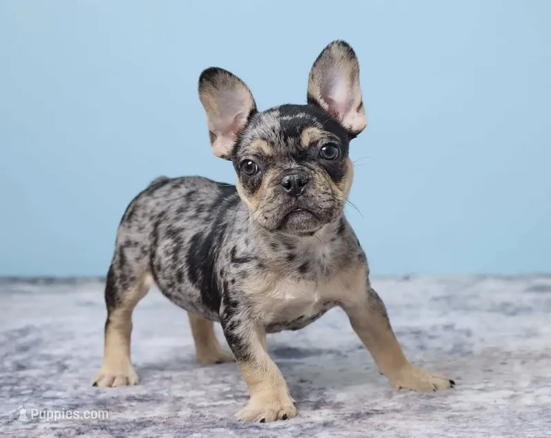 Buddy Boy – French Bulldog puppy for sale in Berlin, OH