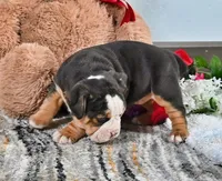 Mindy, a female English Bulldog for sale in Berlin, OH – Photo 3 of 5