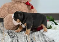 Mindy, a female English Bulldog for sale in Berlin, OH – Photo 4 of 5