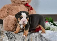 Mindy, a female English Bulldog for sale in Berlin, OH – Photo 1 of 5