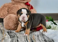 Mindy, a female English Bulldog for sale in Berlin, OH – Photo 5 of 5