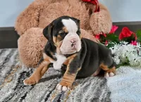 Mindy, a female English Bulldog for sale in Berlin, OH – Photo 2 of 5