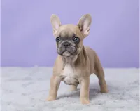 Buttercup , a female French Bulldog for sale in Berlin, OH – 3 of 6
