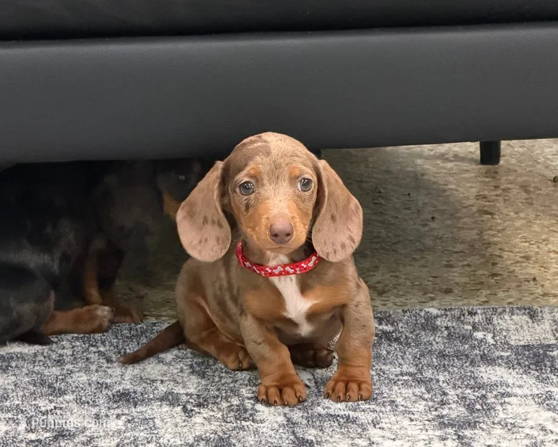 Titus – Miniature Dachshund puppy for sale in Berlin, OH