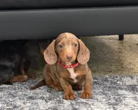 Titus, a male Miniature Dachshund for sale in Berlin, OH – 5 of 7