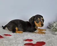 Buttons, a female Miniature Dachshund for sale in Berlin, OH – Photo 1 of 4