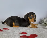 Buttons, a female Miniature Dachshund for sale in Berlin, OH – Photo 2 of 4