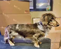 Buttons, a female Miniature Dachshund for sale in Berlin, OH – Photo 4 of 4